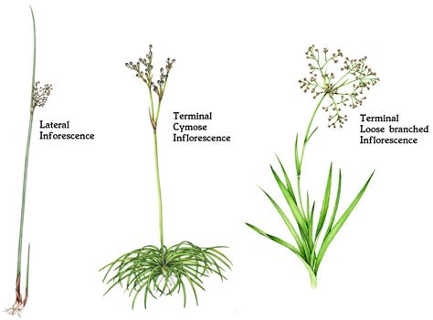 how to identify grasses and grasslike plants sedges and rushes Reader