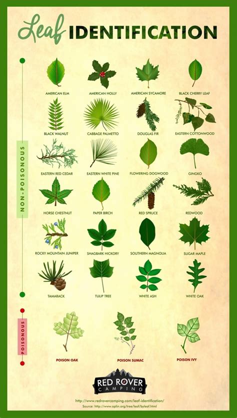 how to identify plants Doc