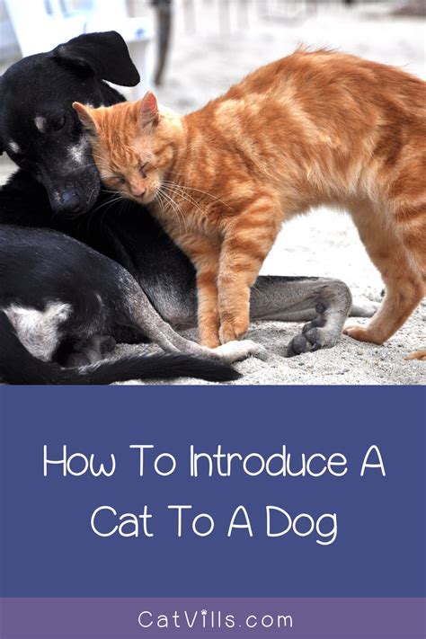 how to introduce a dog to a cat