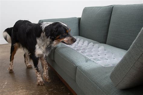 how to keep a dog off of the couch