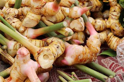 how to keep galangal fresh for long time Reader
