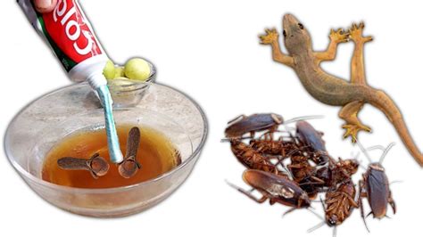 how to kill lizard home remedy