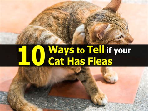 how to know if my cat has fleas