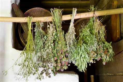 how to make dried herbs drying herbs for natural healing Reader