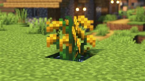 how to plant rice in minecraft