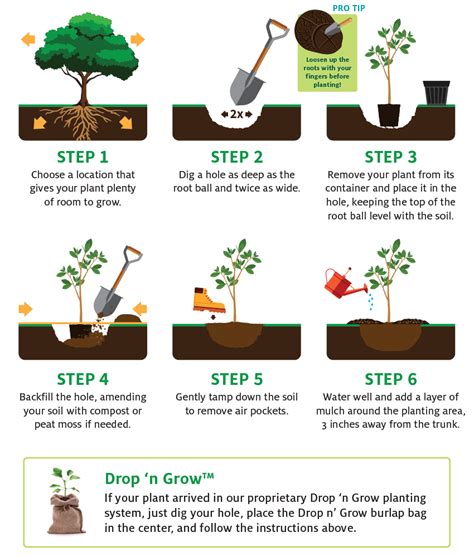 how to plant trees step by step guide to planting trees Reader