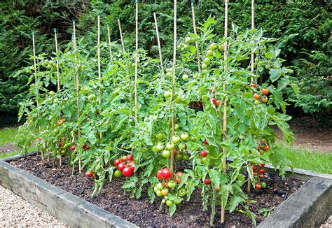 how to plant your first tomato garden Reader