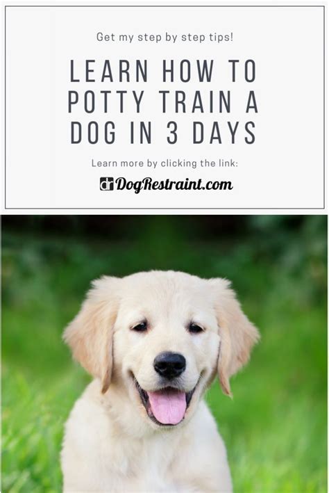 how to potty train a dog in 3 days