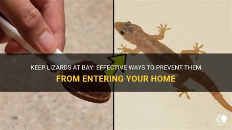 how to prevent lizards in home