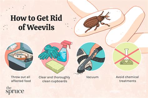 how to prevent weevils in rice