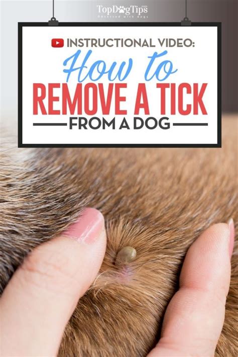 how to pull a tick off a dog