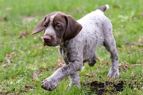 how to raise and train a german shorthaired pointer Reader