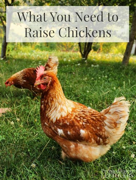 how to raise chickens everything you need to know how to raise PDF