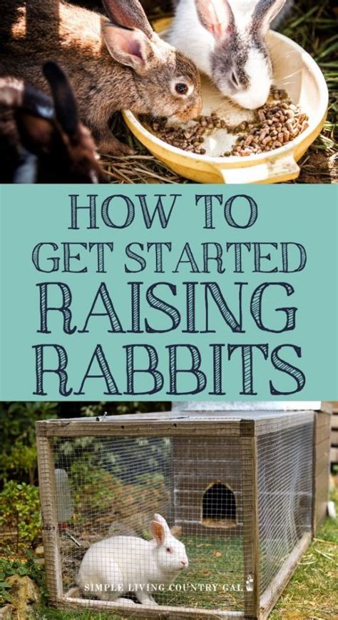 how to raise rabbits how to raise rabbits Doc