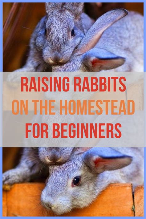 how to raise rabbits how to raise rabbits Doc