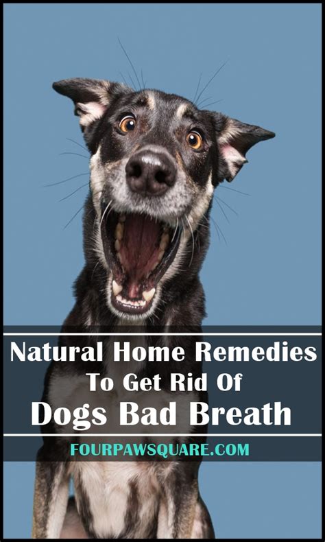 how to rid dog of bad breath