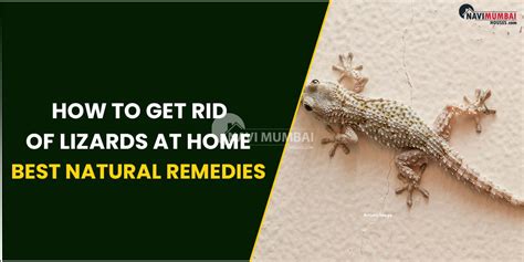 how to rid lizards at home