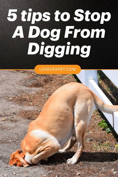 how to stop a dog from digging