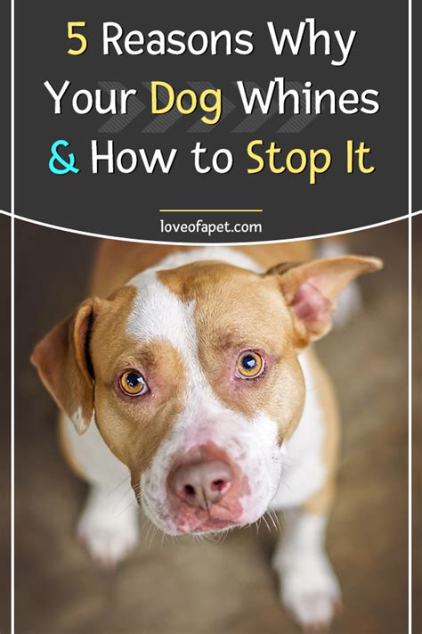 how to stop a dog from whining