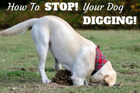 how to stop dog digging