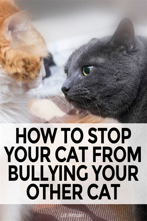 how to stop my cat from bullying my other cat