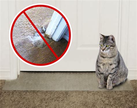 how to stop the cat from scratching the carpet