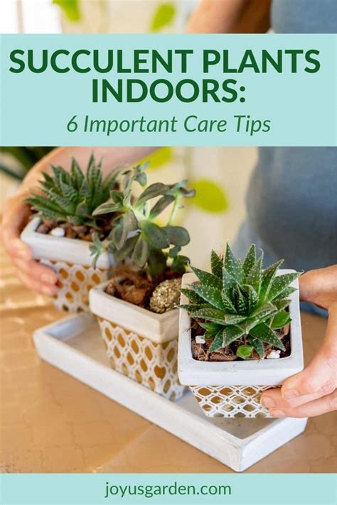 how to take care of succulent plants