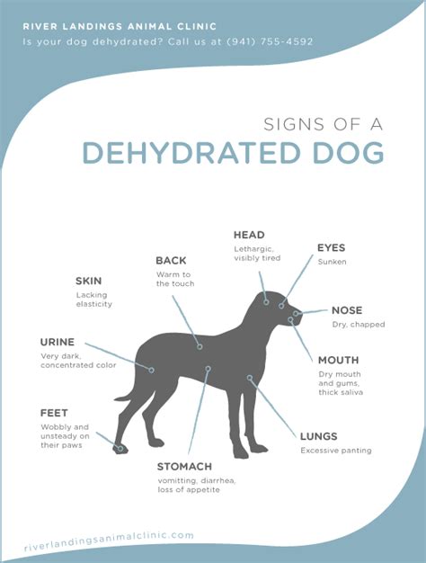 how to tell if a dogs dehydrated