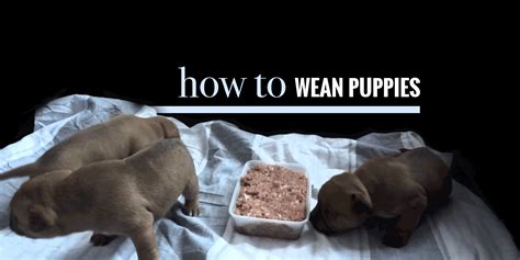 how to wean puppies