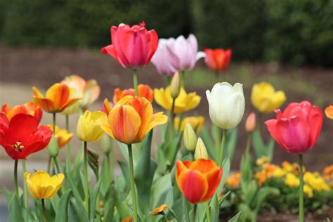 how tulips grow how plants grow Reader