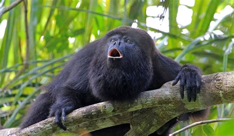 howler monkey a day in the life rain forest animals Doc