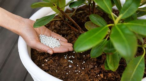 hoya plant fertilizer