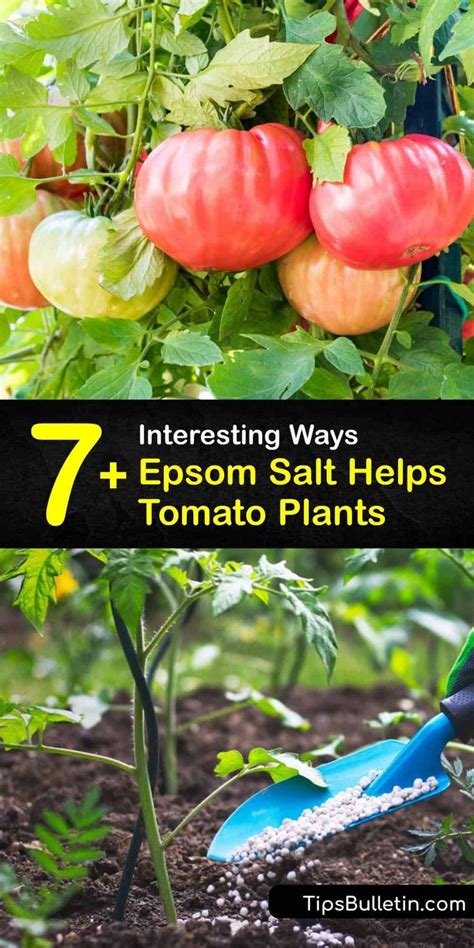 http 104 140 137 17 growing vegetables tomatoes fruit dropping epsom salts pdf PDF