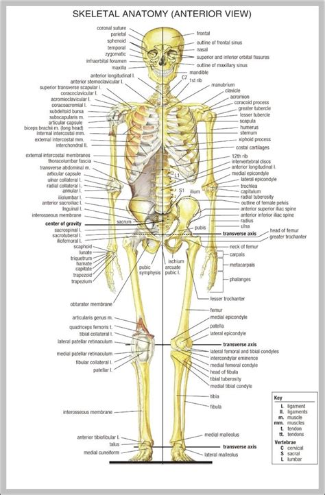 Human Anatomy Chart Bones