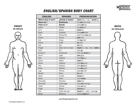 human anatomy diagram in spanish pdf Doc