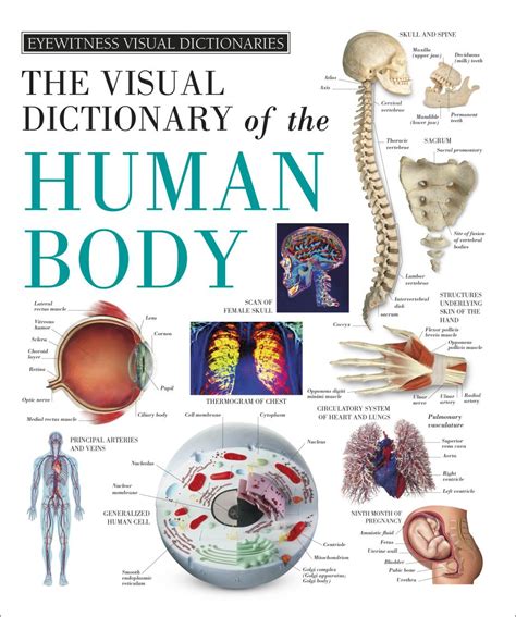 human anatomy dk visual dictionaries Reader