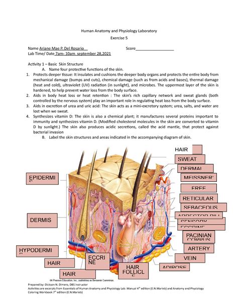 human anatomy lab manual answers exercise 5 Epub