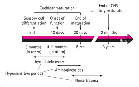 human auditory development human auditory development Kindle Editon