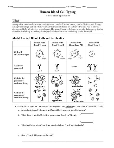 human blood cell typing answers pogil PDF