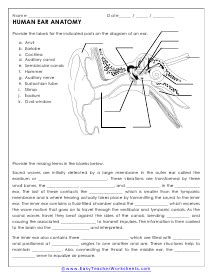 human body 2004 creative teaching press answers Doc