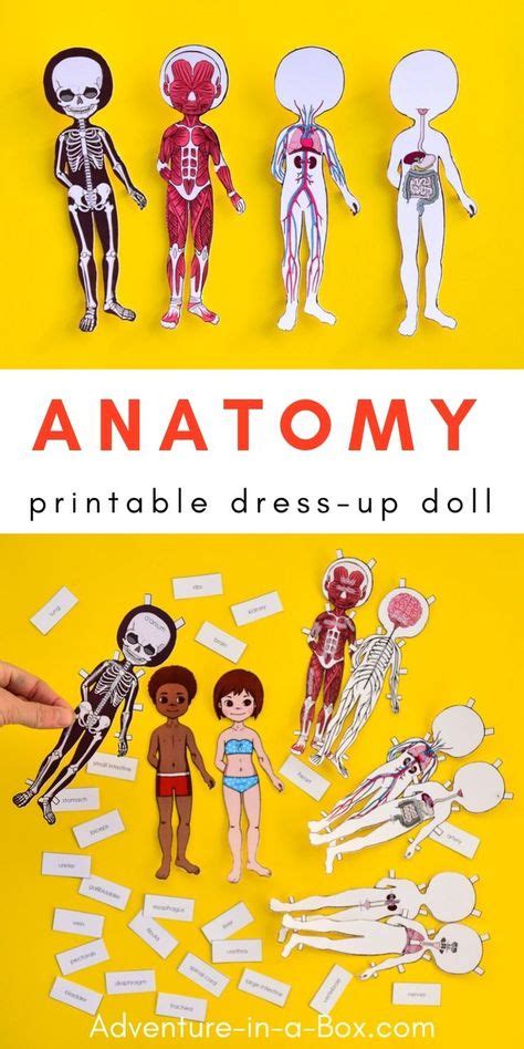 human body systems paper doll fo Doc