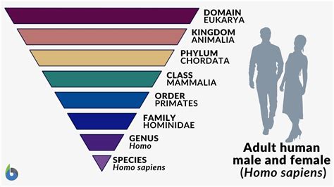 Human Classification Chart