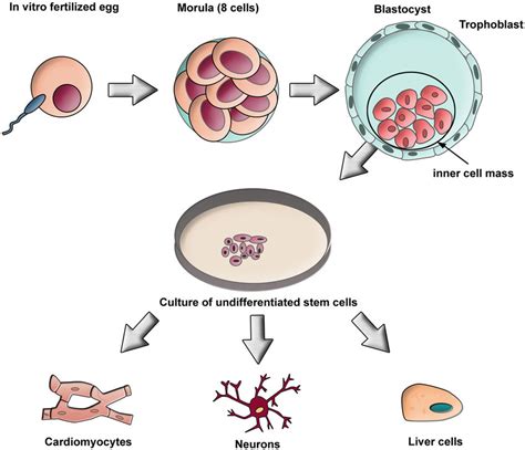 human embryonic stem cells human embryonic stem cells Epub