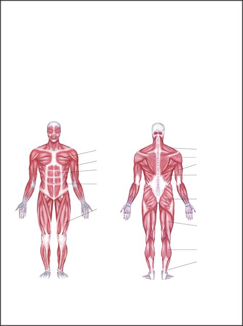 human muscle diagram printable Reader