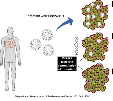 human oncogenic viruses human oncogenic viruses PDF