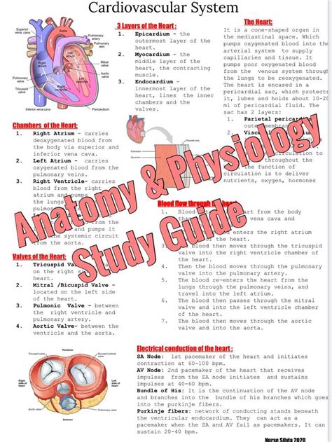 human physiology study guides Kindle Editon