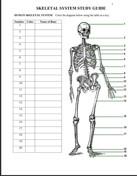 human skeletal system study guide Kindle Editon