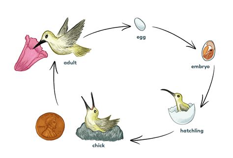 hummingbird life cycles Epub