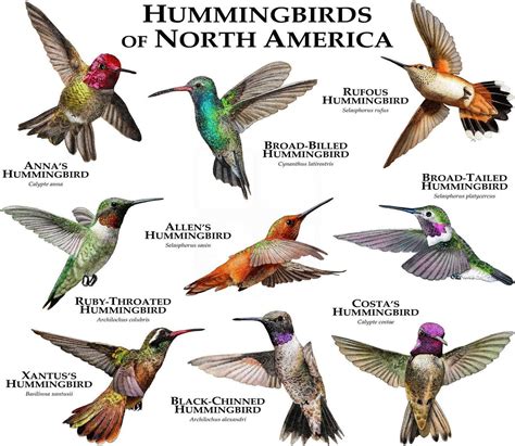 hummingbirds of north america a comprehensive guide to all species PDF