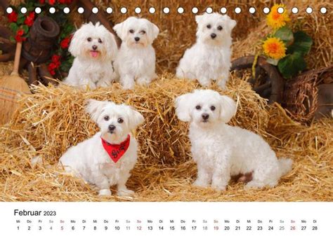 hunde banden tischkalender 2016 quer monatskalender Doc